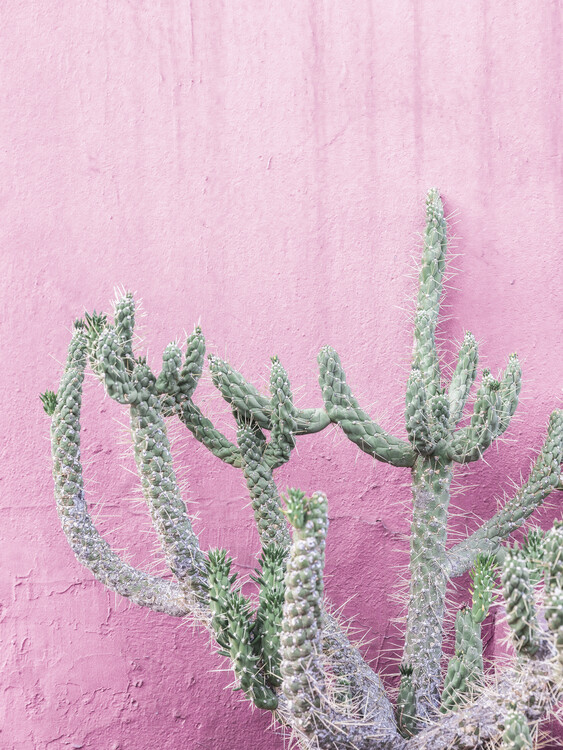 Poster Spanish Cactus