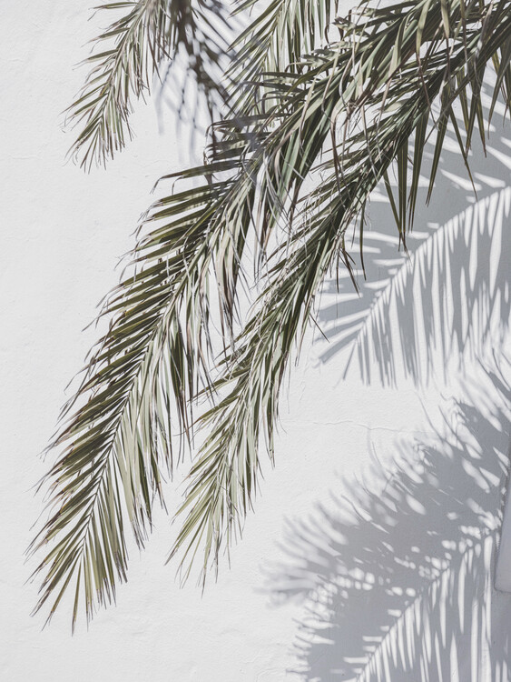 Poster Palms And Shadows