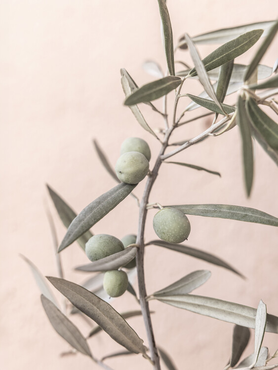 Poster Spanish Olive