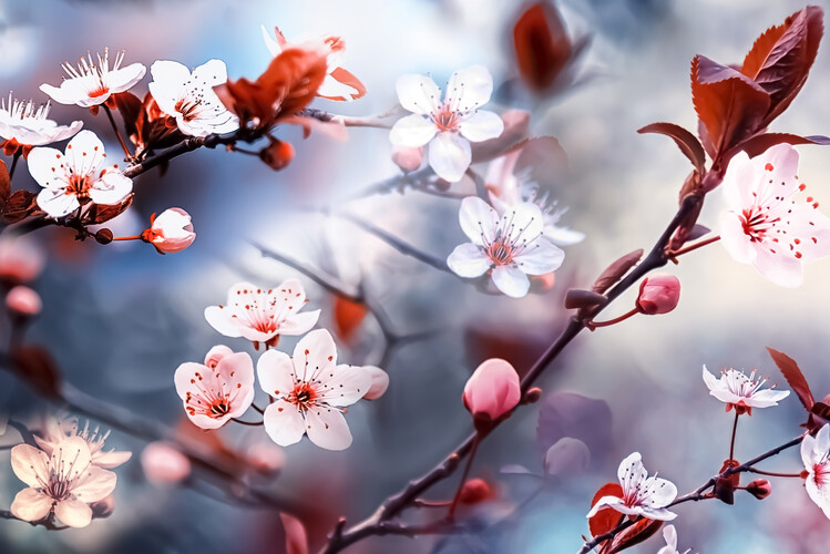 Poster Sakura