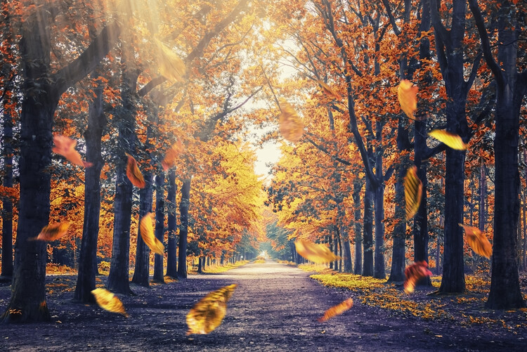 Plakát Falling Leaves