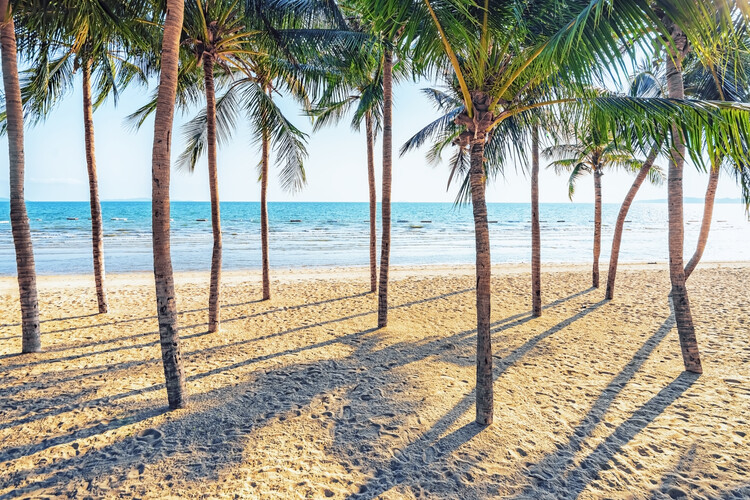 Poster Palm Trees On The Beach