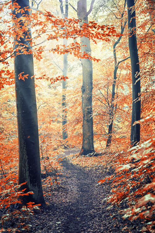 Poster Autumn In Germany