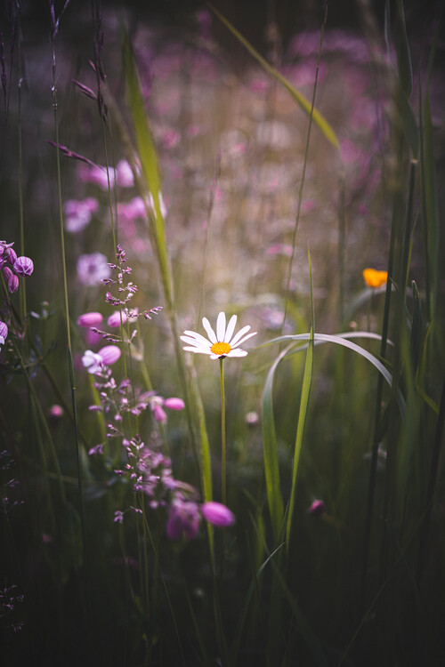 Plakat Flower