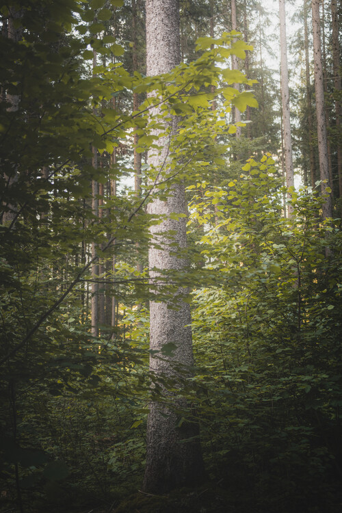 Плакат Tree