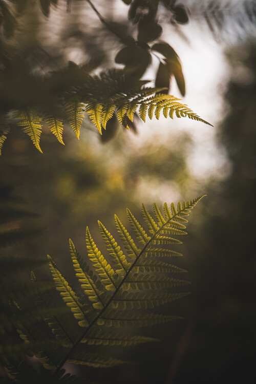 Plakát Fern II