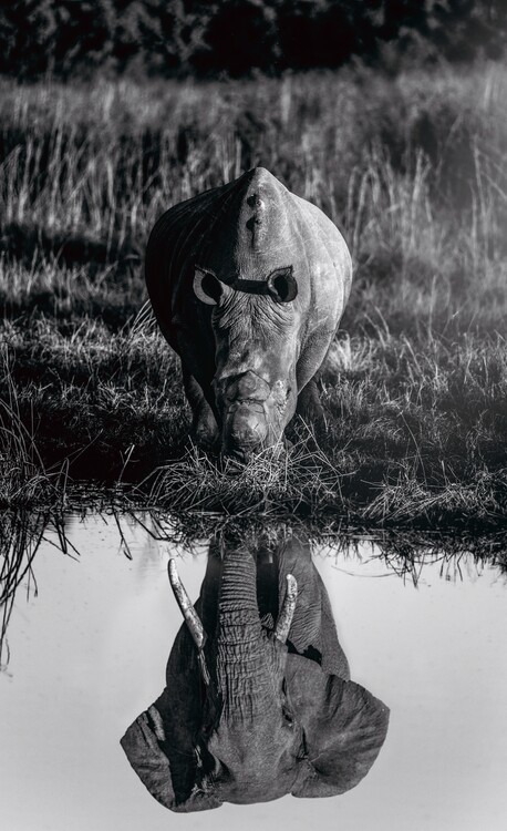 Poster Elephant and Rhinoceros Black and White