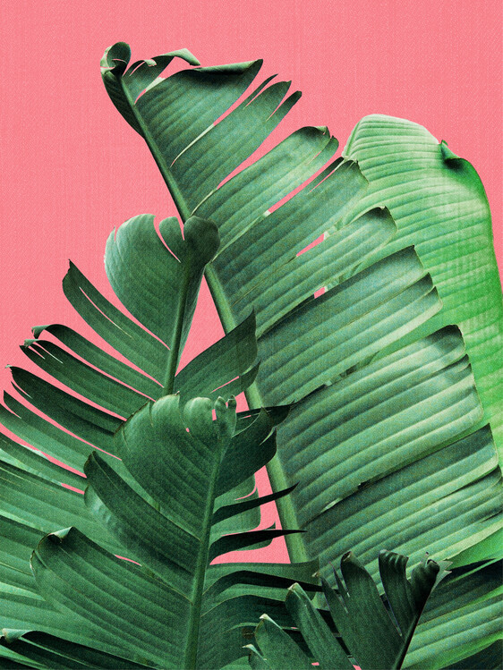 Αφίσα Banana Leaves in Pink
