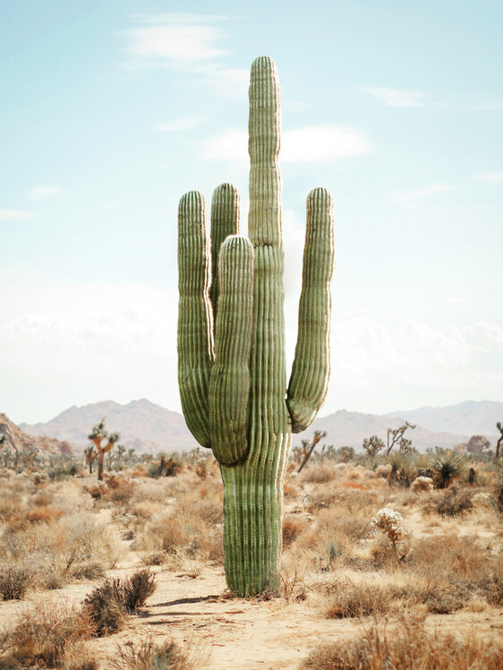 Canvas Print Cactus Life