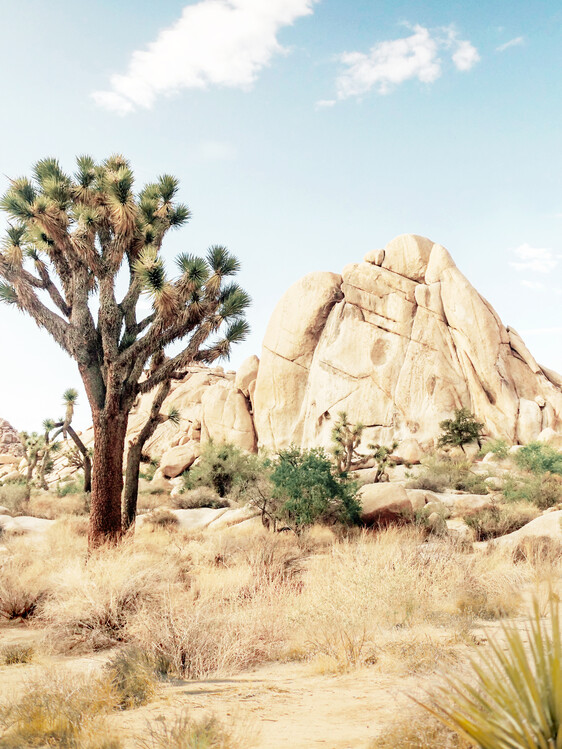 Αφίσα Arizona Charm