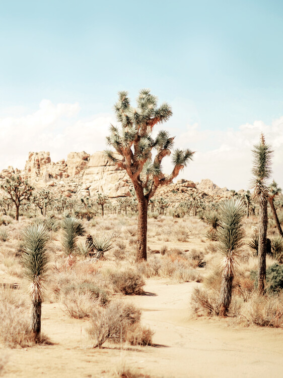 Poster Joshua Tree