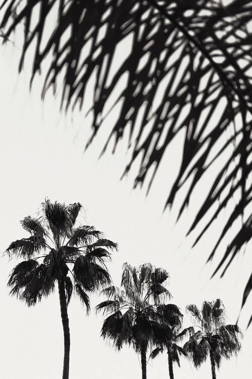Levně Plakát, Obraz - Palm_006, Studio III, 26.7 × 40 cm