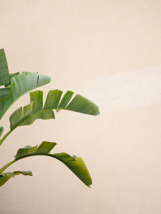 Levně Plakát, Obraz - Cannes Banana Plant, Raisa Zwart, 30 × 40 cm
