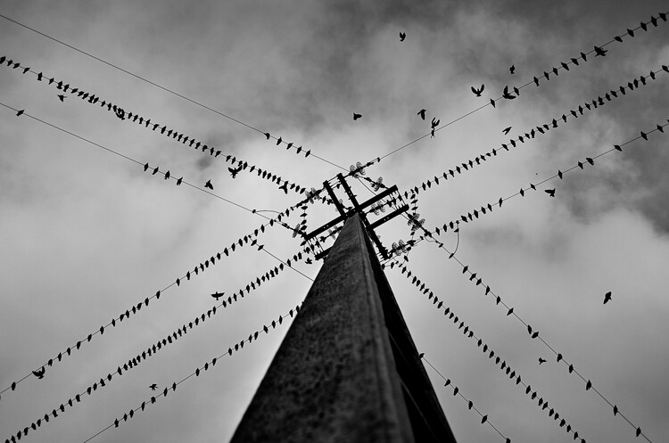 Levně Plakát, Obraz - Wired, Rui Caria, 40 × 26.7 cm
