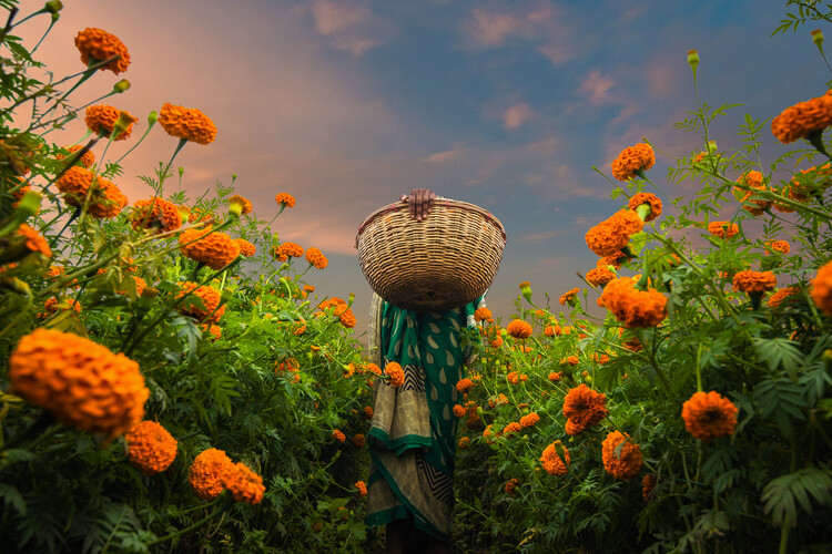 Poster A Woman Picking Marigold
