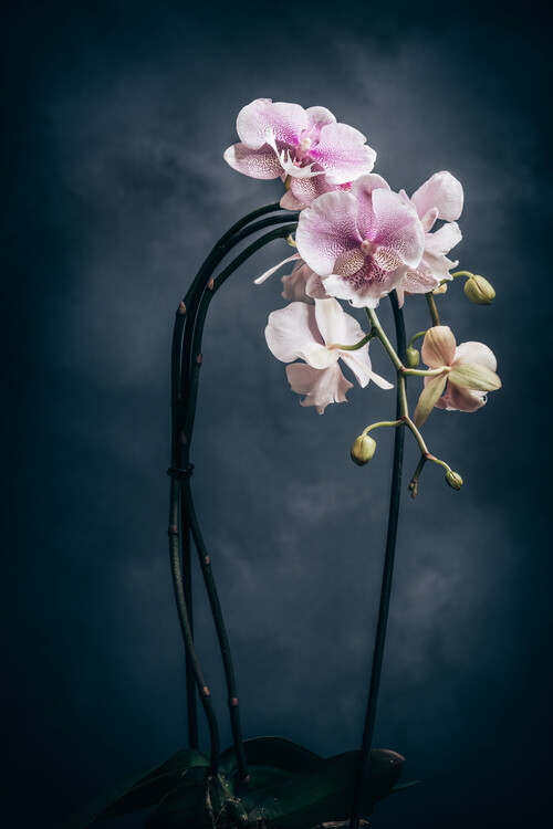 Poster Phalaenopsis Orchidea