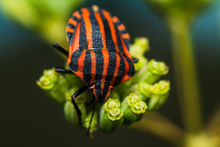 Poster Art created by nature