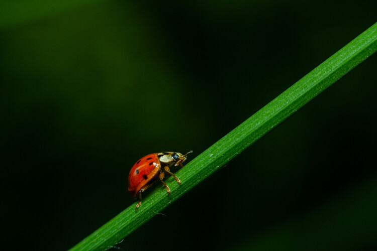 Poster Art create by nature