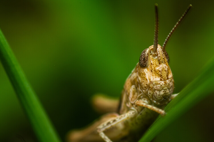 Poster Art create by nature