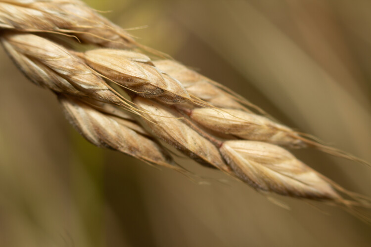 Poster Art create by nature