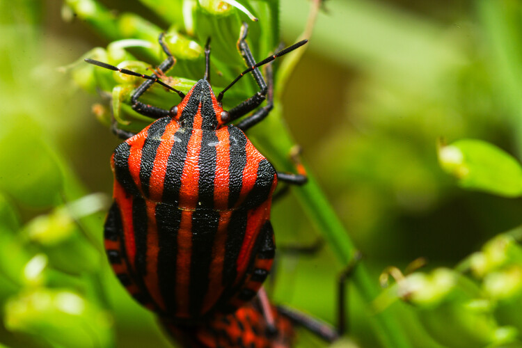 Poster Art create by nature