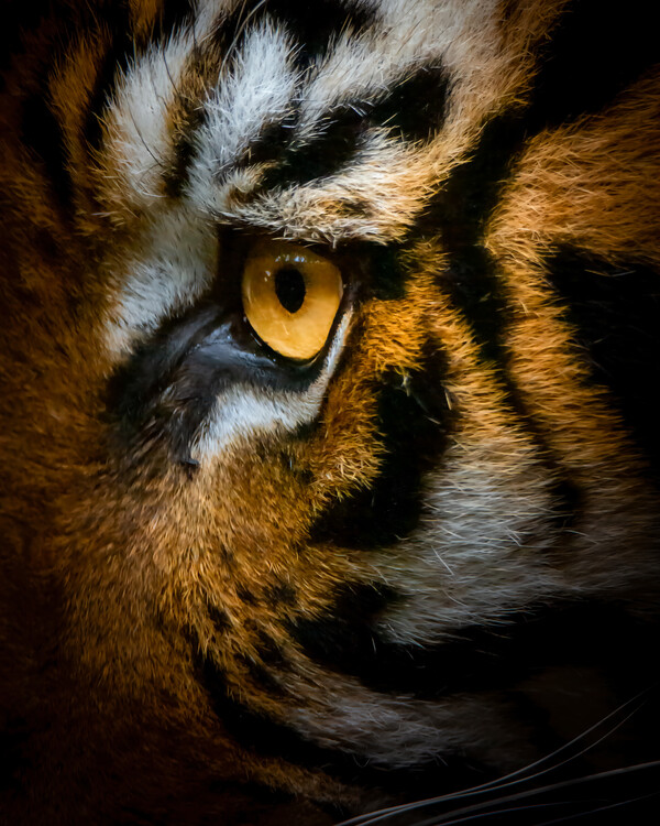 Poster Bengal tiger Eye
