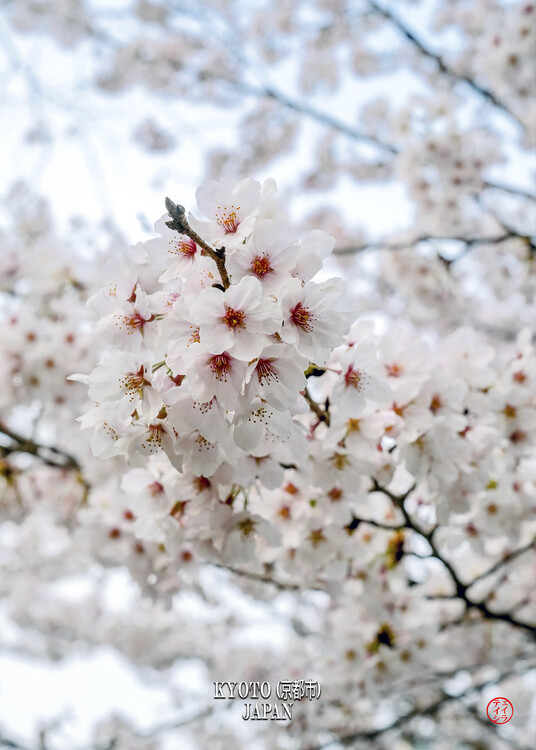 Принти на полотні Sakura Kyoto Japan