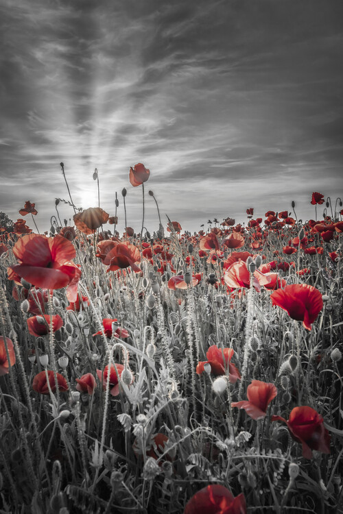 Plakat Gorgeous sunset in a poppy field | colorkey