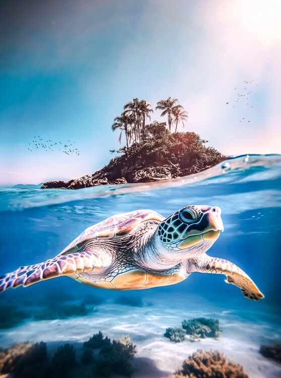 Poster Sea turtle and island sanctuary