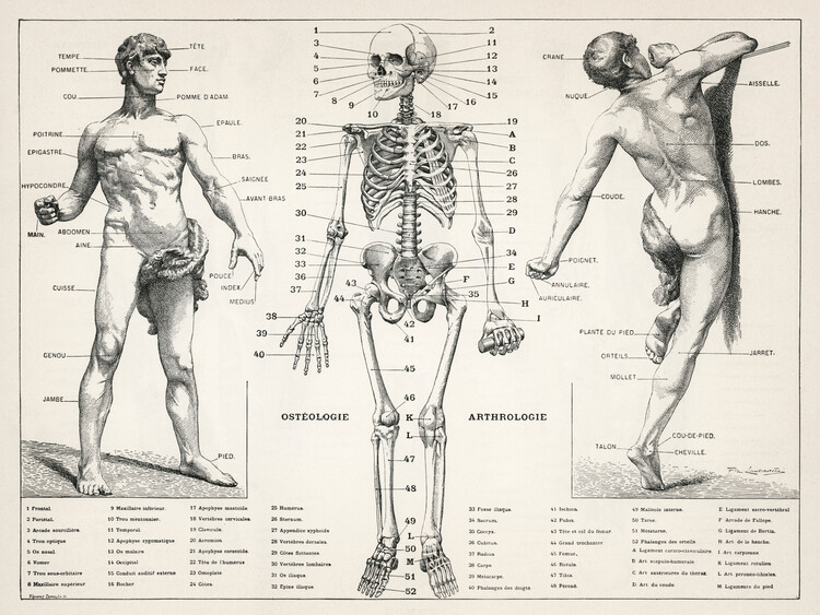 Poster Antique Illustration of the Human Body & Skeleton (Biology)