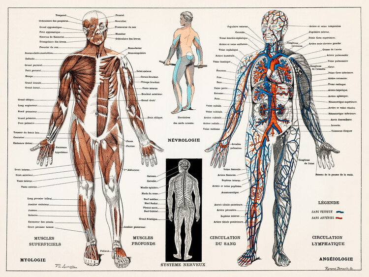 Poster Antique Illustration of the Human Nervous & Muscular System