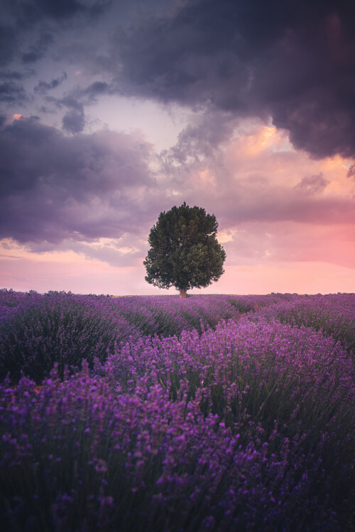 Poster Lavender Fields, Isparta