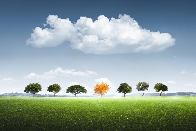 Levně Plakát, Obraz - Seven Tree, Bess Hamiti, 40 × 26.7 cm