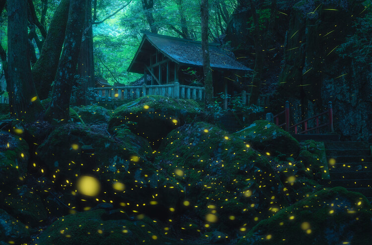 Canvas Print Night in the shrine