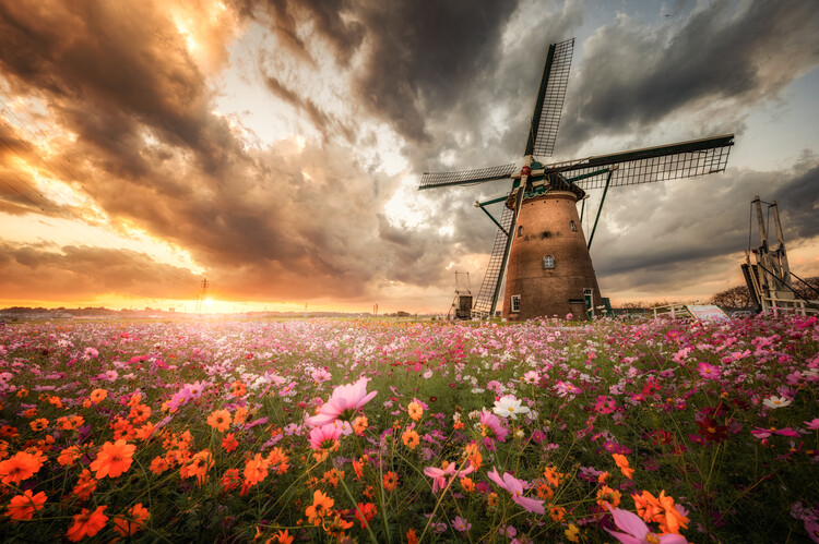 Canvas Print Magnificent flower world