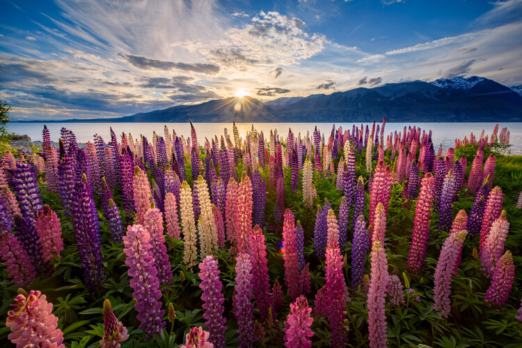 Плакат Lupins lakeside