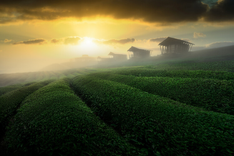 Poster misty sunrise in tea garden