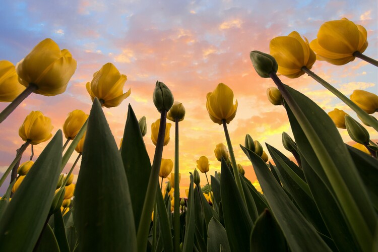 Poster Yellow Tulips