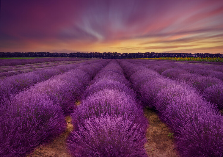 Poster Lavender field