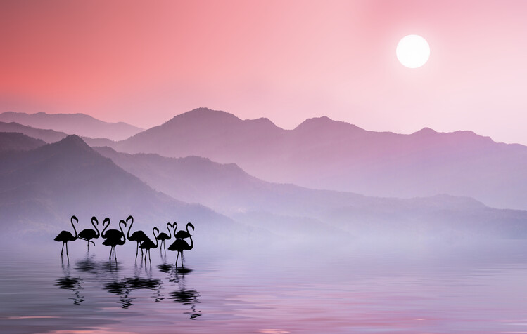 Poster Flamingos Sunset