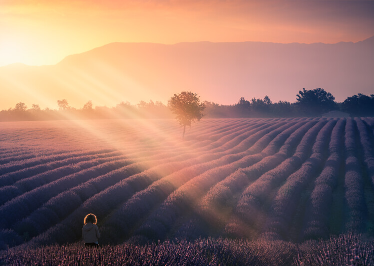Poster Walking among lavenders