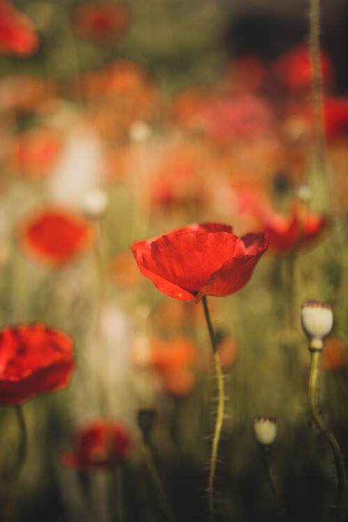 Poster Poppy flower