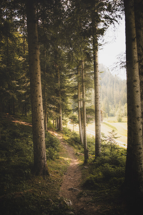 Плакат Forest, St.Stephan