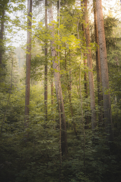 Плакат Sommer Trees