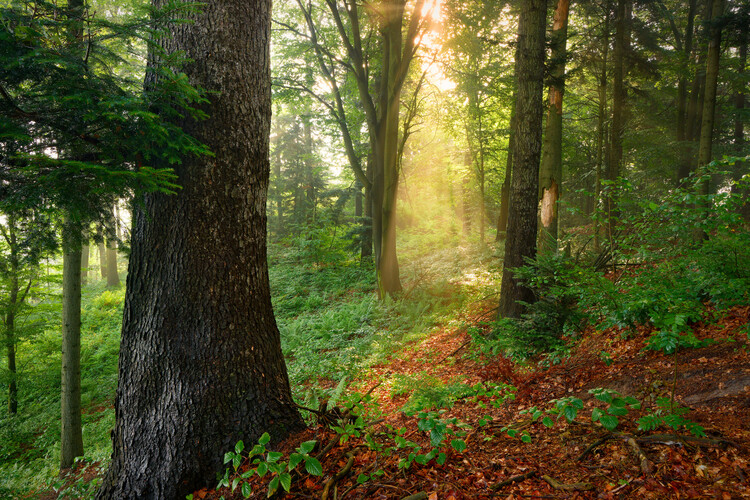 Poster Magic forest 9