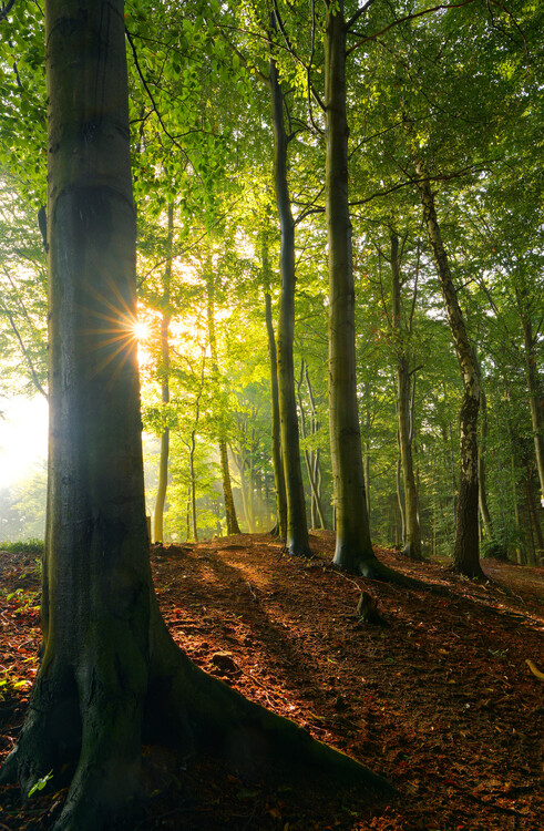 Poster Magic forest 11