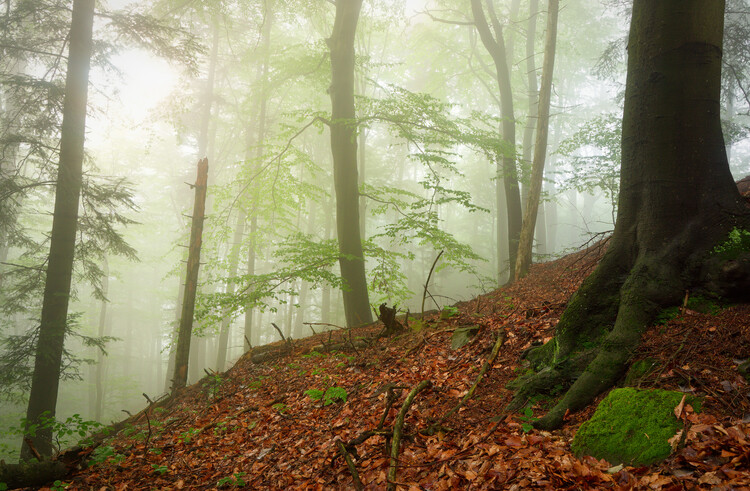 Poster Magic forest 12