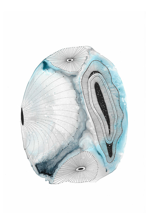 Poster Katherine Heald - Ocean Shells