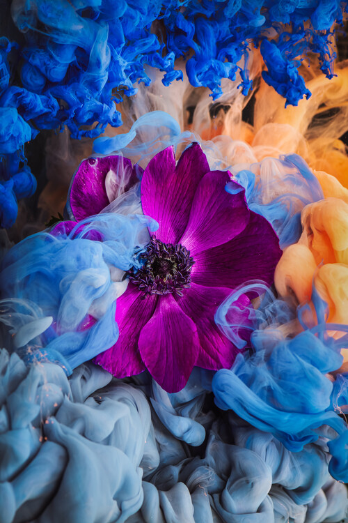 Poster Anemone under Water