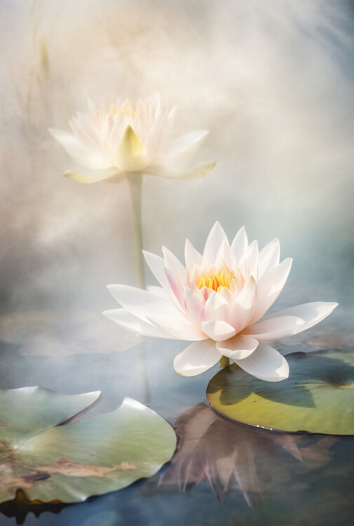 Poster Enchandet Lily